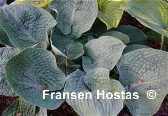 Hosta Flash Freeze